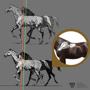 The horse's shoulder / scapula and how it operates
