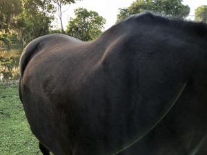 A shaped horse back