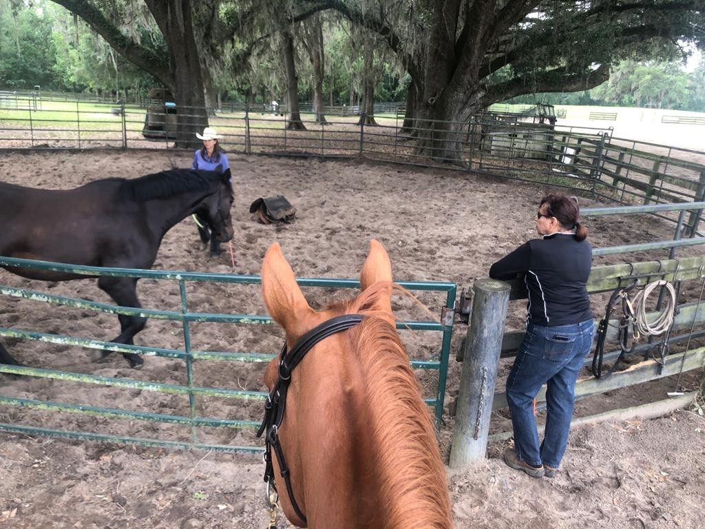Starting a horse under saddle