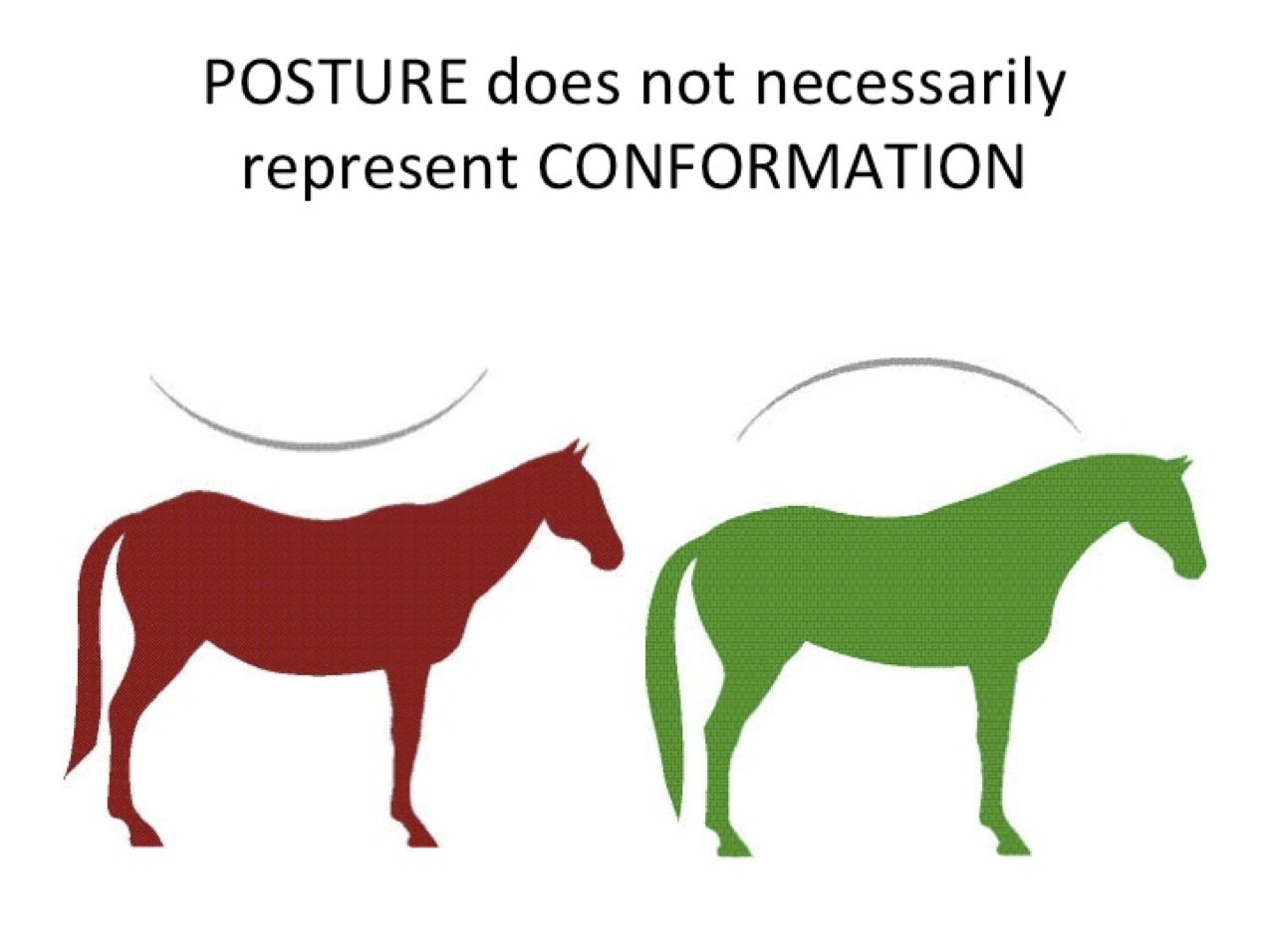 Posture vs Conformation.png