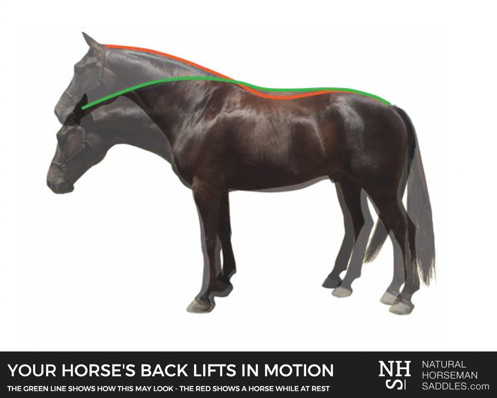 how a horse's back lifts in motion