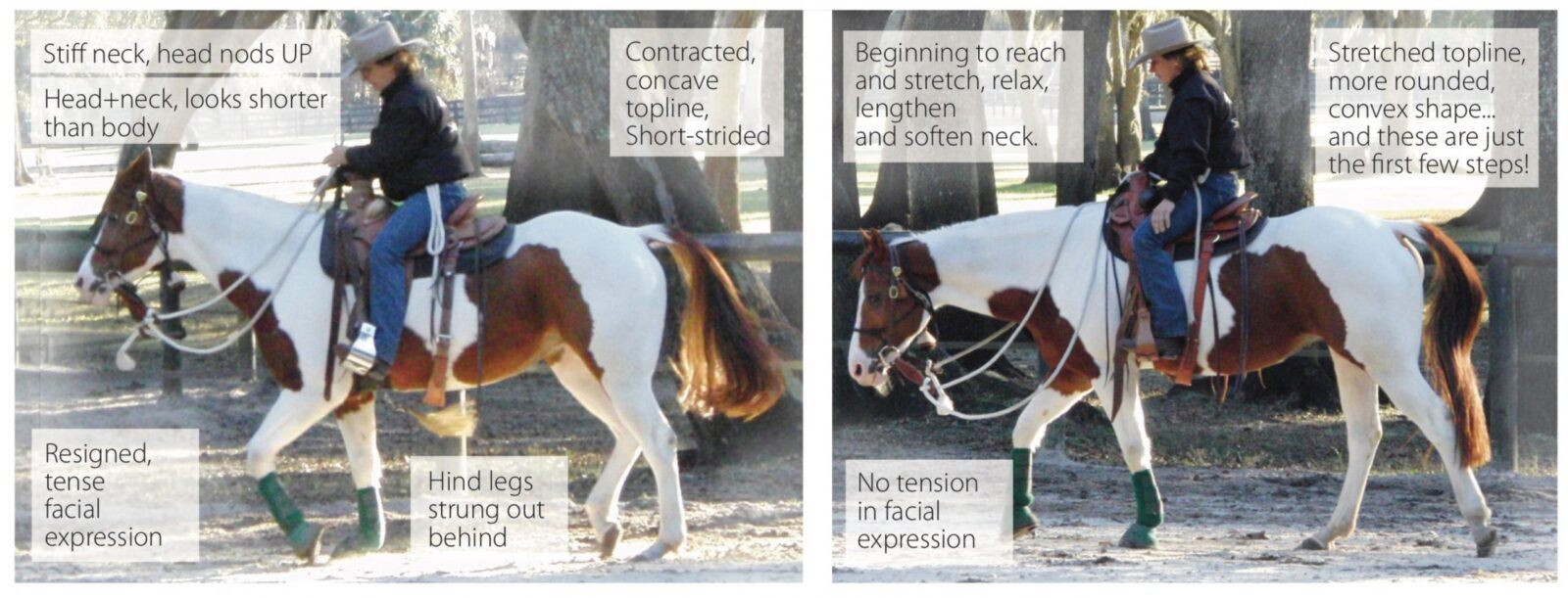Good and Bad examples of a comfortable horse under saddle. Their bodies will tell you.