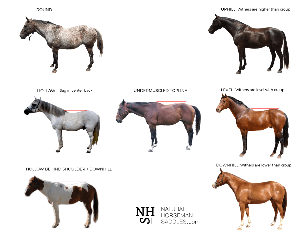 canva pic horse shapes 1.png