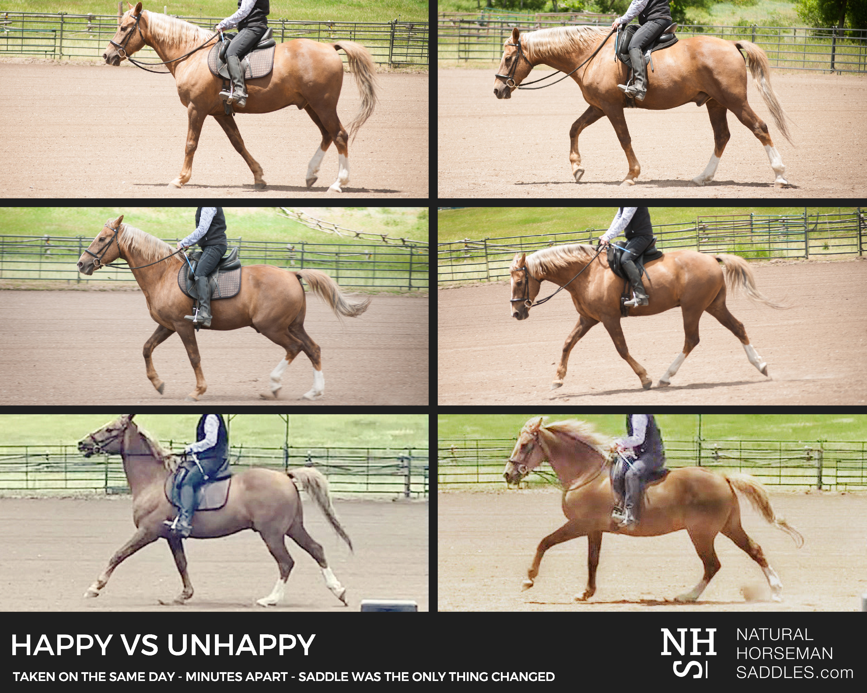 Happy versus Unhappy horse under saddle