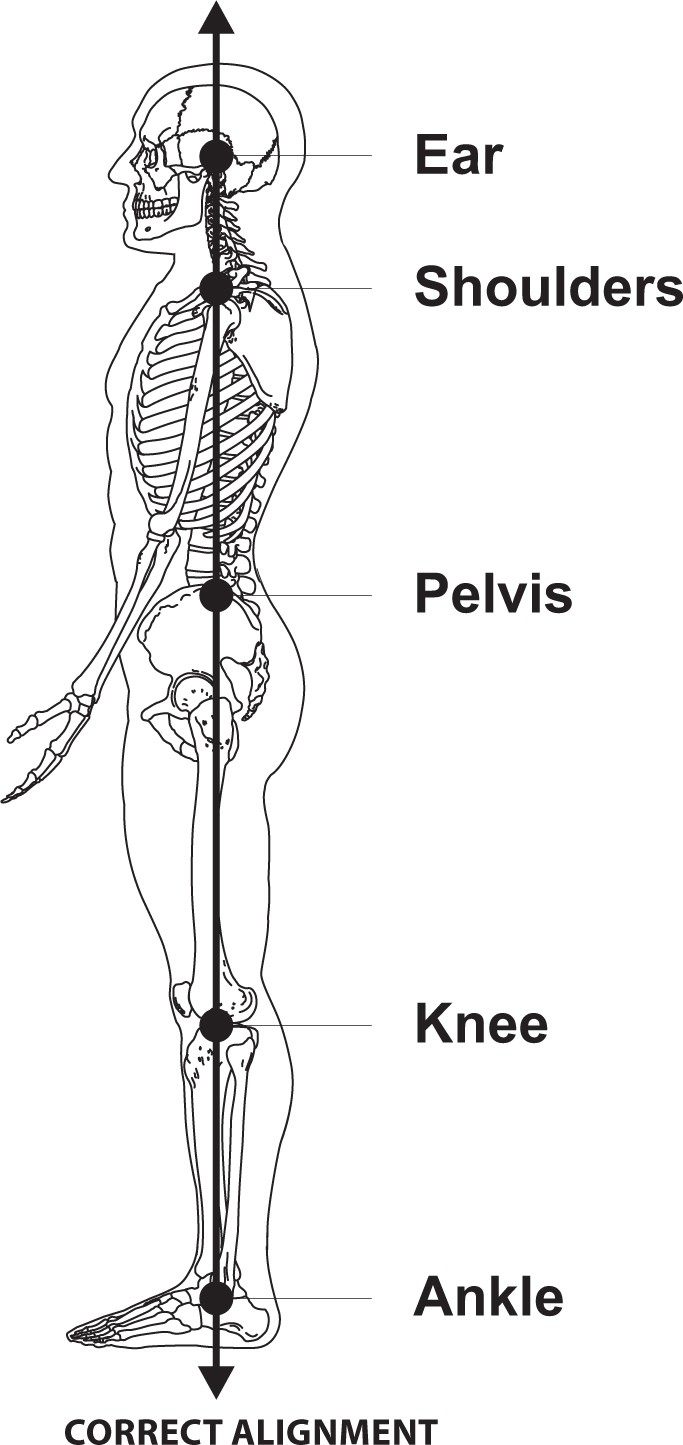 human skeleton good posture from side.jpg