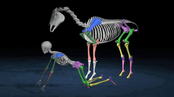 A horse and human share certain skeleal traits