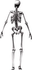 ill aligned human skeleton