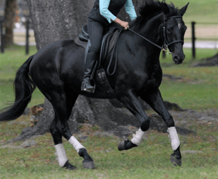 Warmblood horses are typically used in dressage and other sports that require certain lateral and vertical precision.