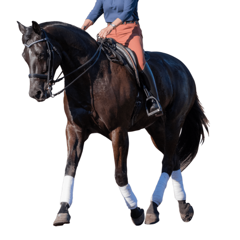 Dressage Horse - double rein