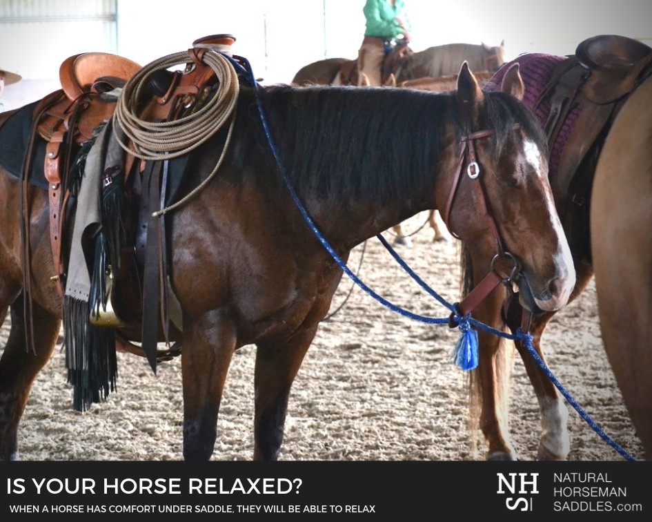 A relaxed horse wearing a Natural Horseman Saddles Ranch Roper.