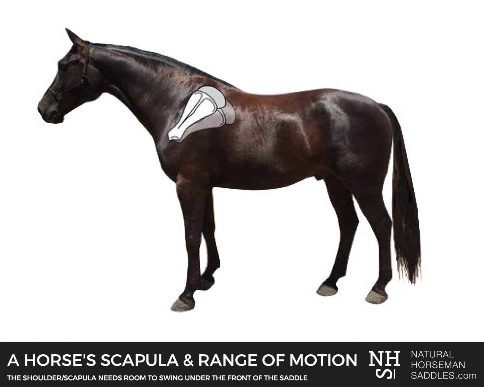 The horses' scapula and its range of motion.