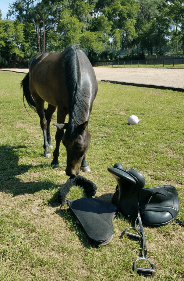 Horse sniffing saddle from Natural Horseman Saddles 'Glenn Saddles' range.