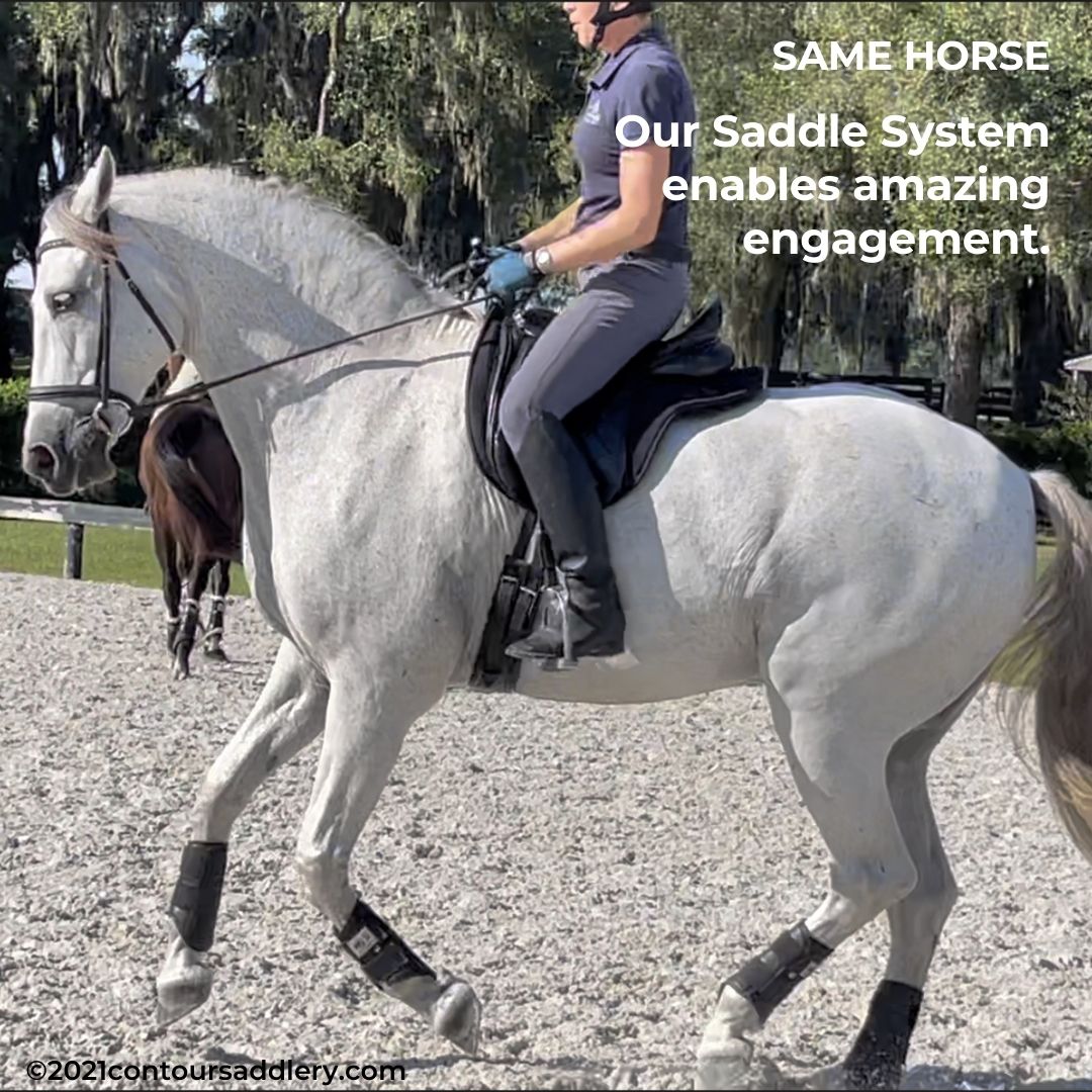 Andalusian lifts powerfully w good saddle fit good riding