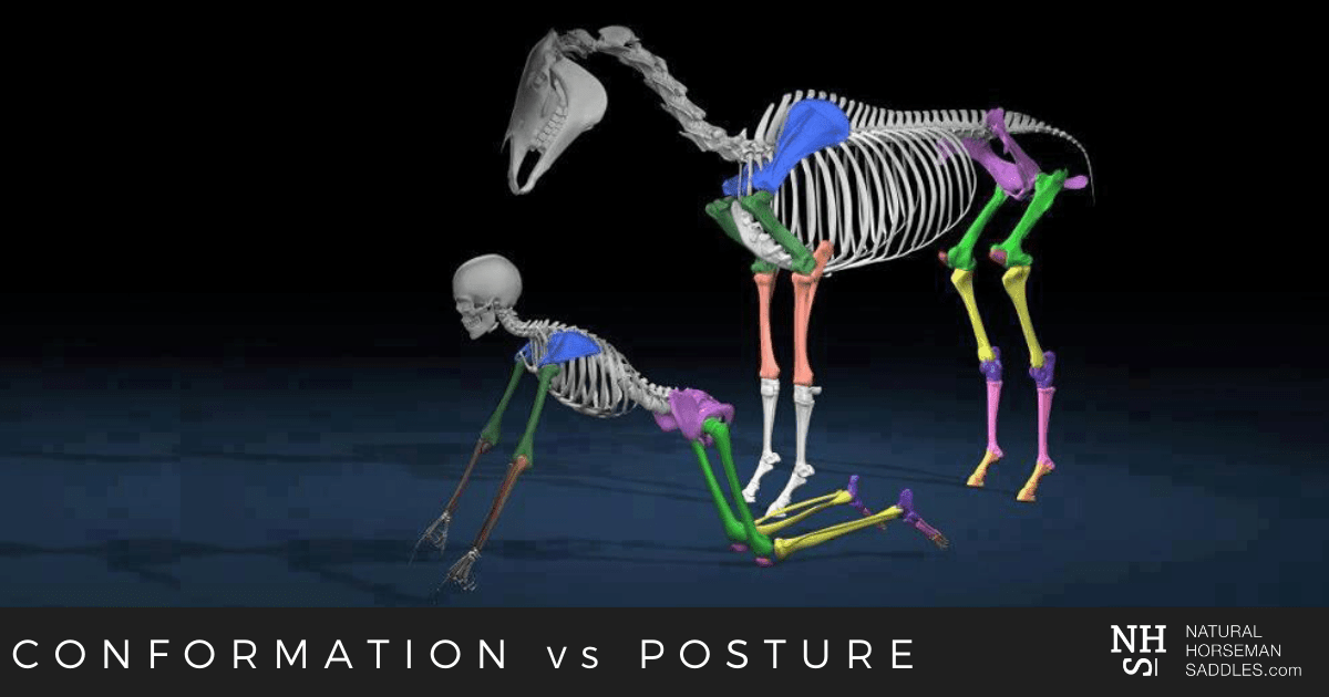 horse anatomy skeleton