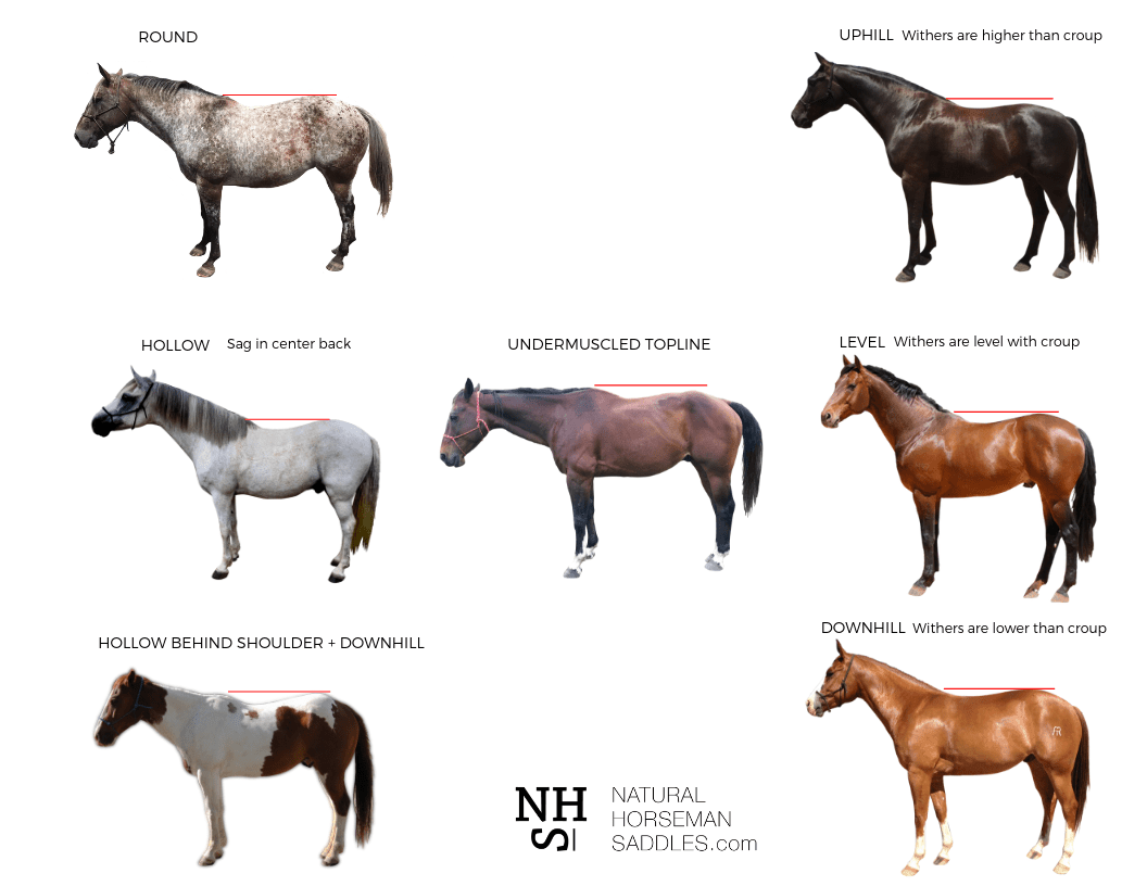 CONFORMATION vs POSTURE IN HORSES & HUMANS... - Natural Horseman Saddles