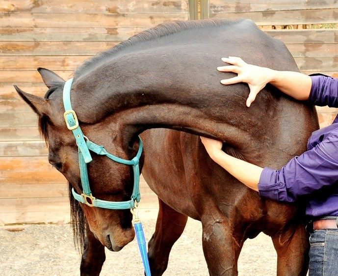 Horse receiving bodywork