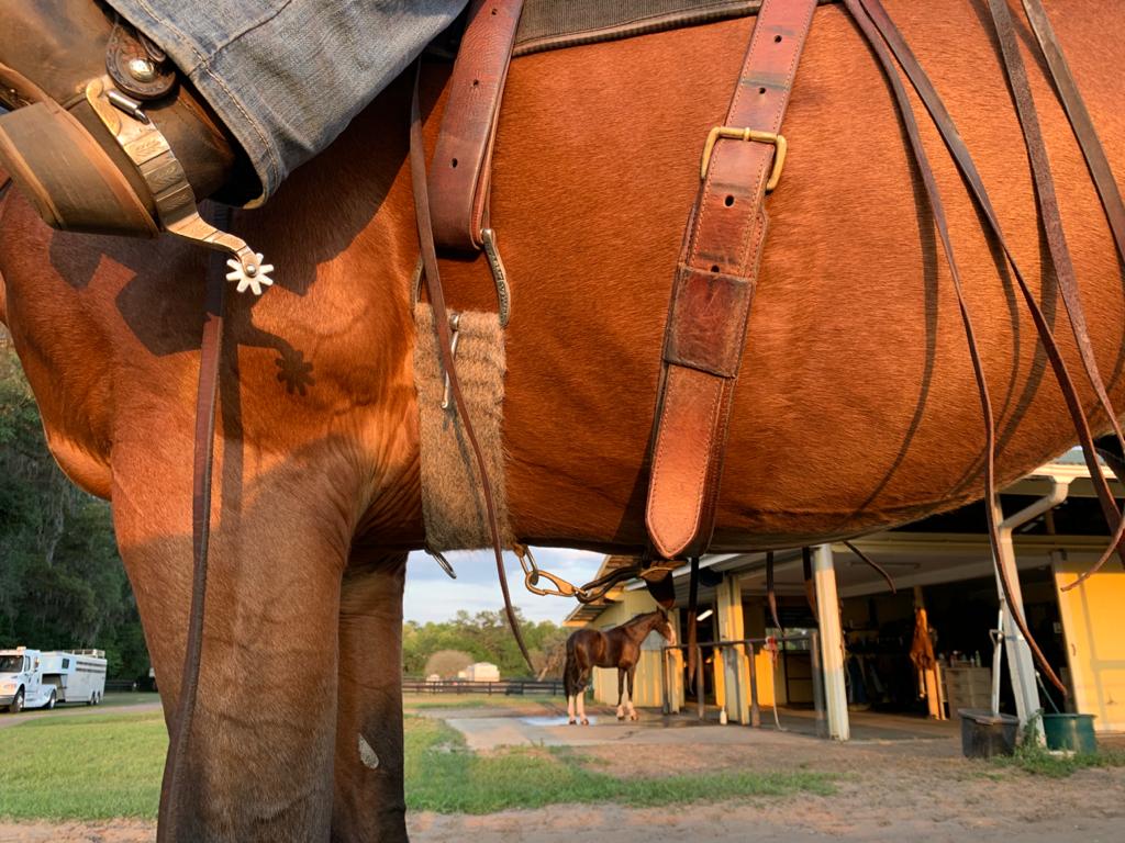 Back Cinch On Horse at Mary Delatorre blog