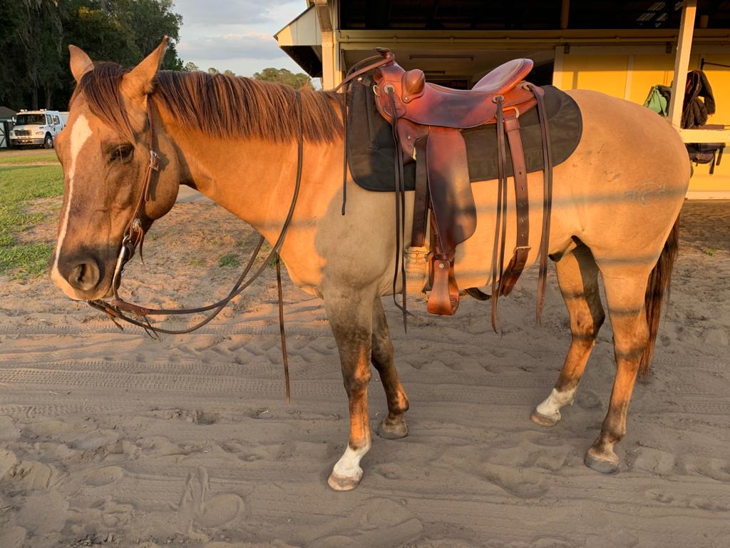 HOW TO USE A BACK CINCH ON A WESTERN SADDLE. - Natural Horseman Saddles