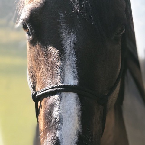 exposure - horse portrait photography