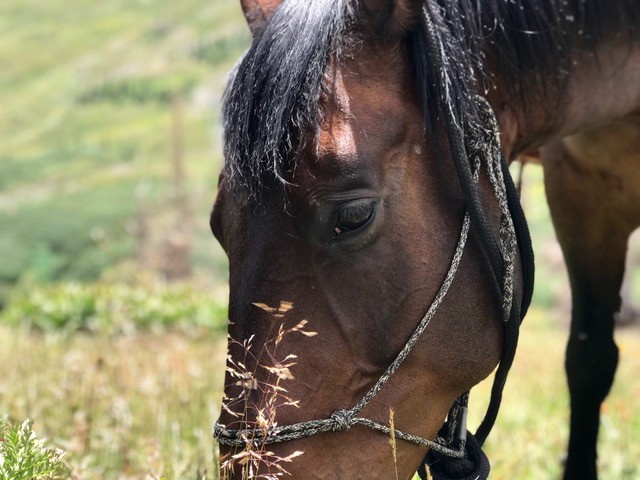 looking room horse photography