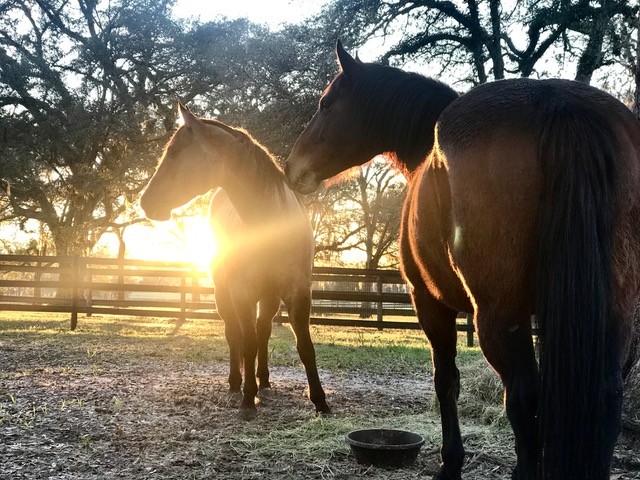 Hang worthy horse portraits