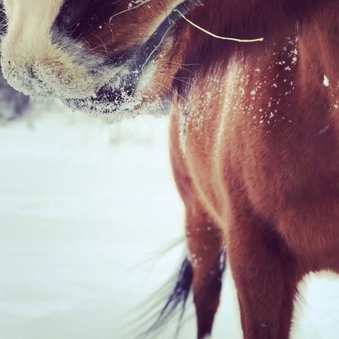 horse portraits with your smartphone