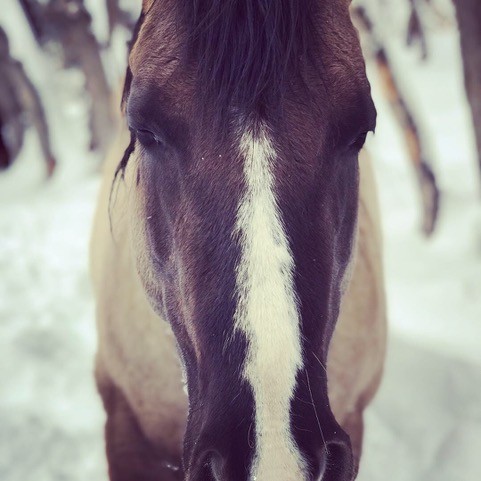 depth of field portrait mode iPhone horse