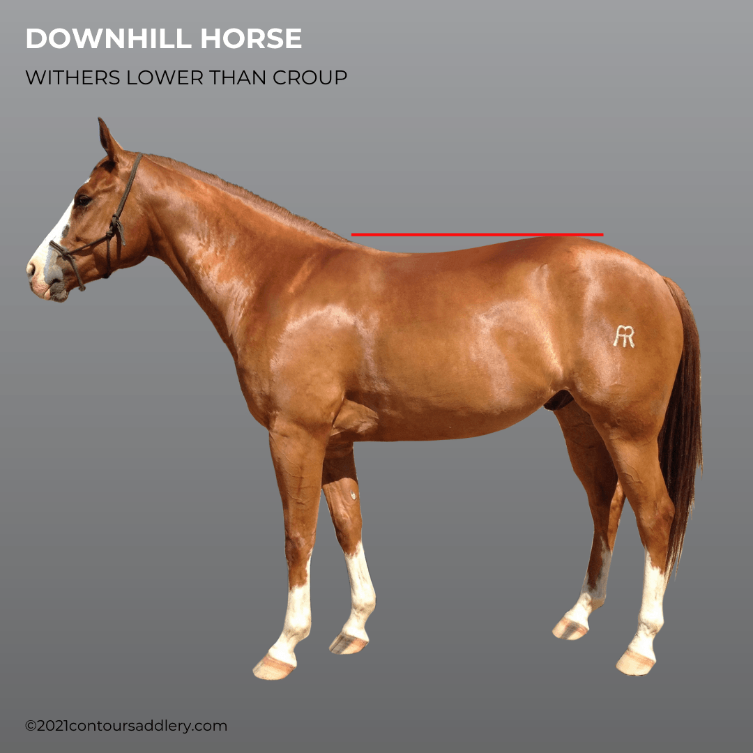DOWNHILL HORSE Gallery Profile