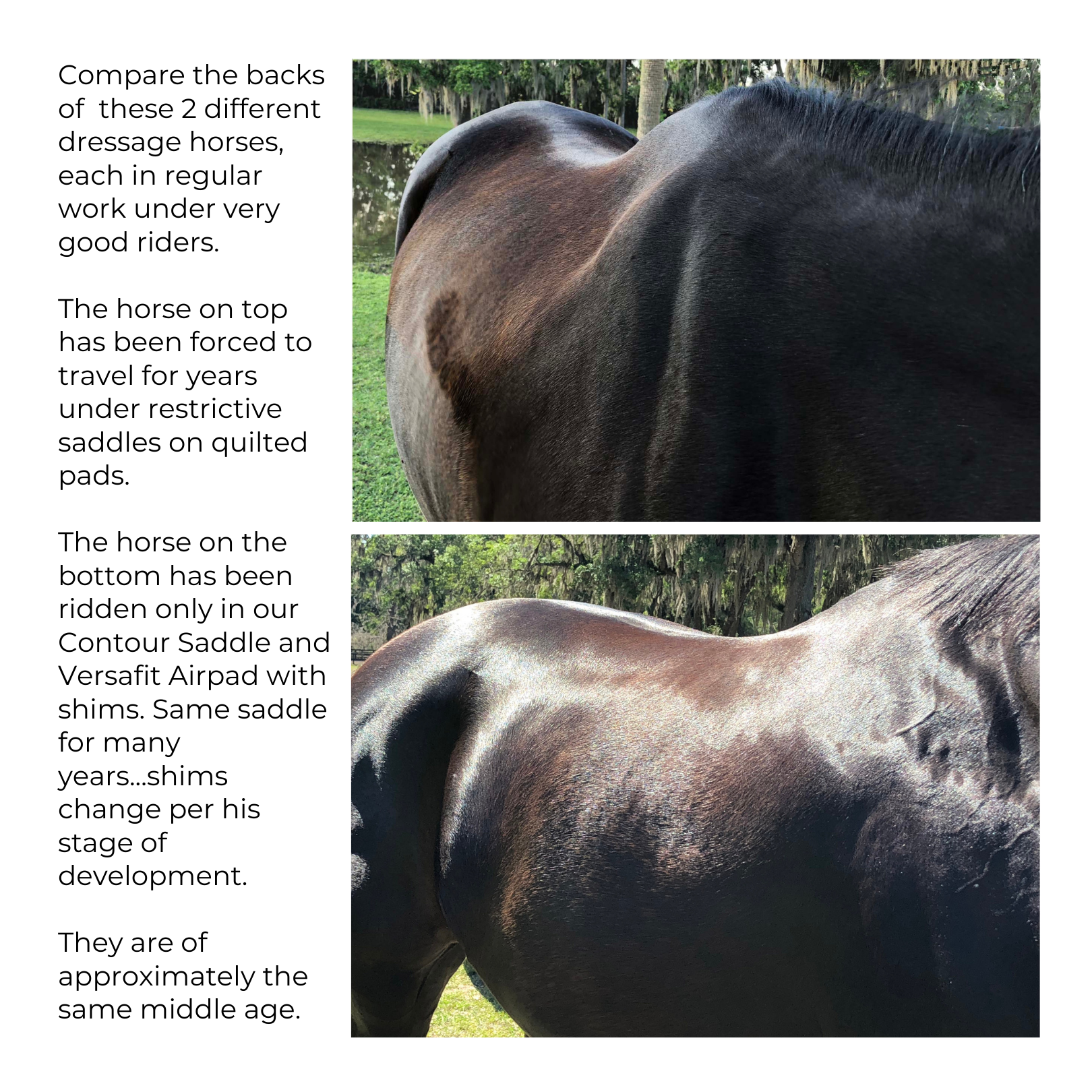 Horse physique comparison bad saddle vs good saddle