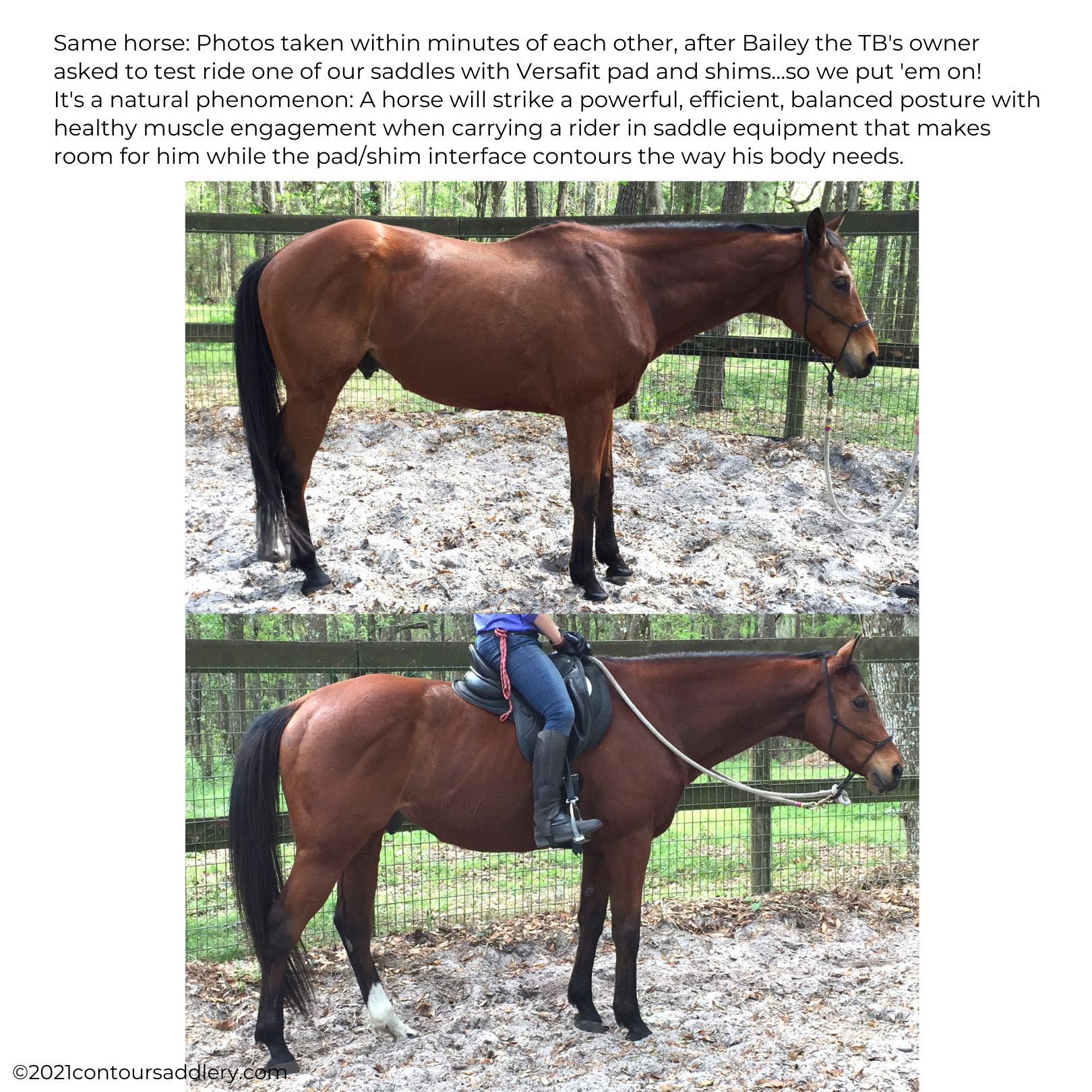Horse posture standing before and after Contour Saddle