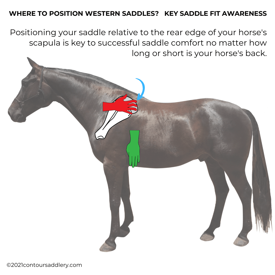 How to know where to position a Western Saddle