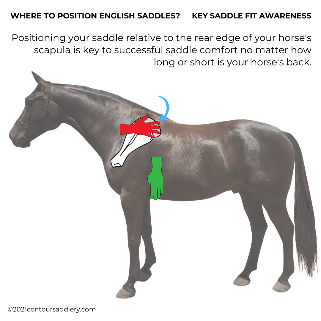 How to know where to position an English saddle