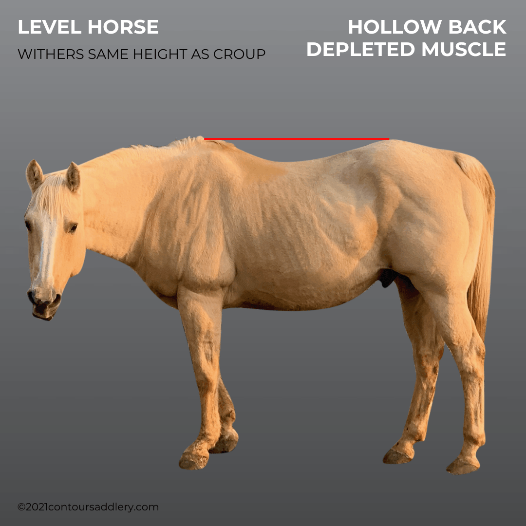 LEVEL HORSE w sunken back and depleted muscle Gallery Profile