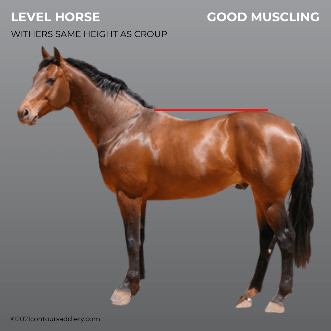 LEVEL HORSE with good muscle Gallery Profile