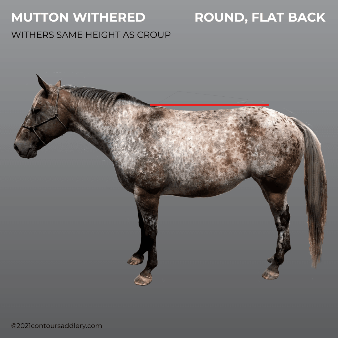 MUTTON WITHERED ROUND FLAT BACK HORSE Gallery Profile