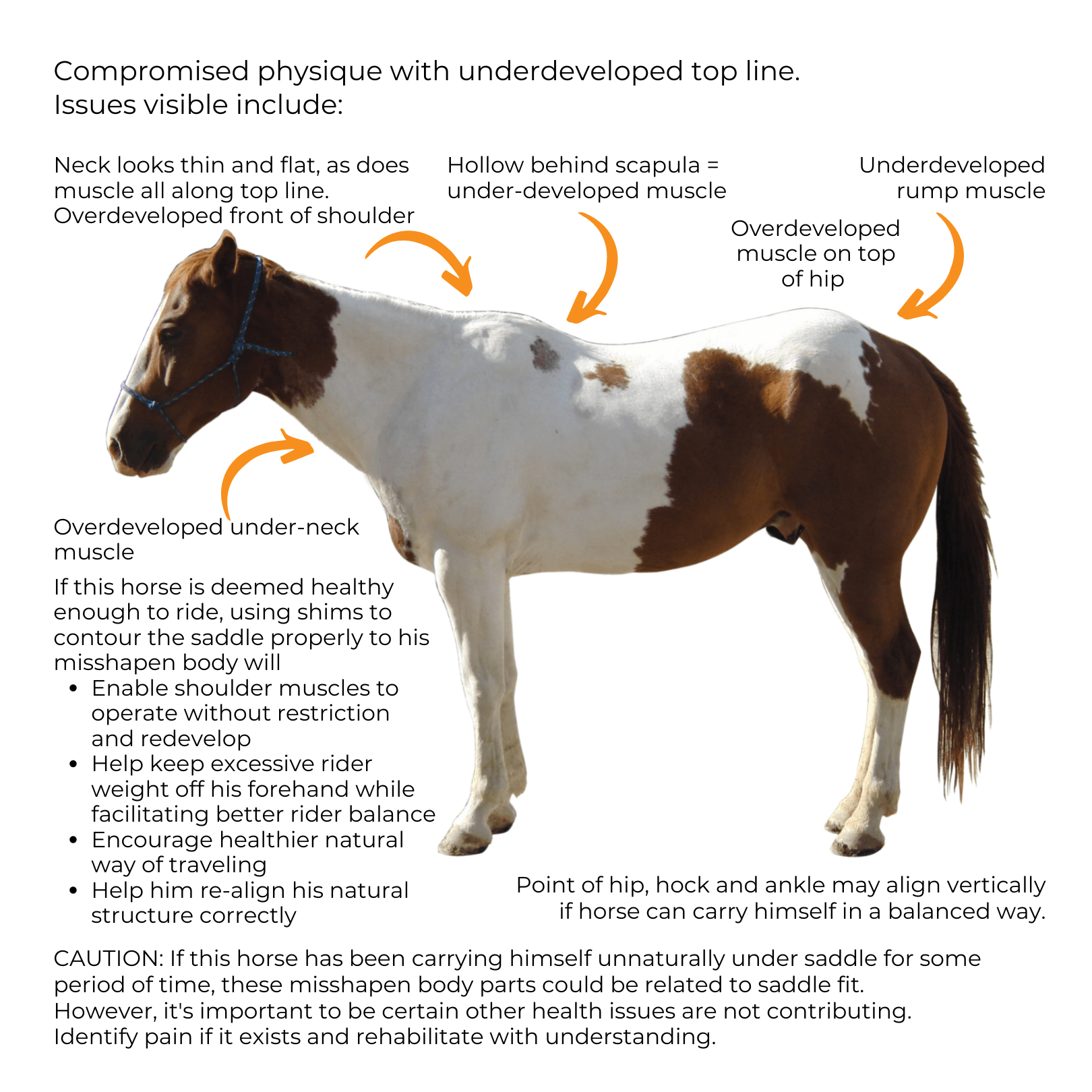 Paint Horse physique compromised