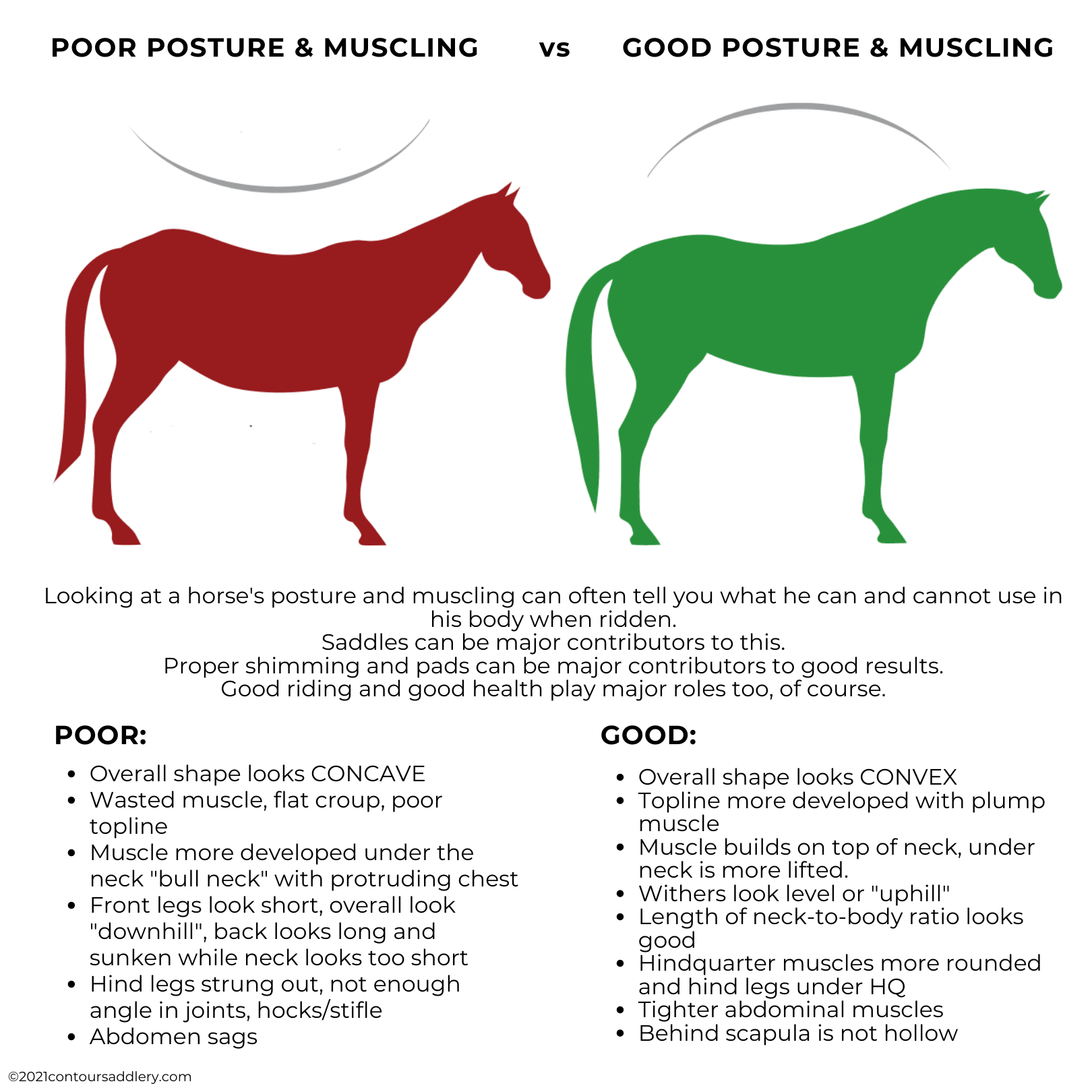 Posture Muscling Good vs Poor