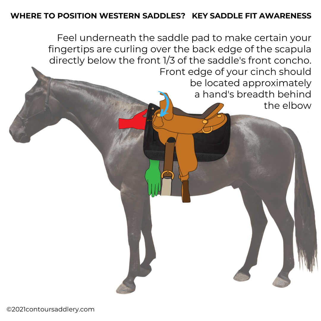 Proper position of a Western saddle