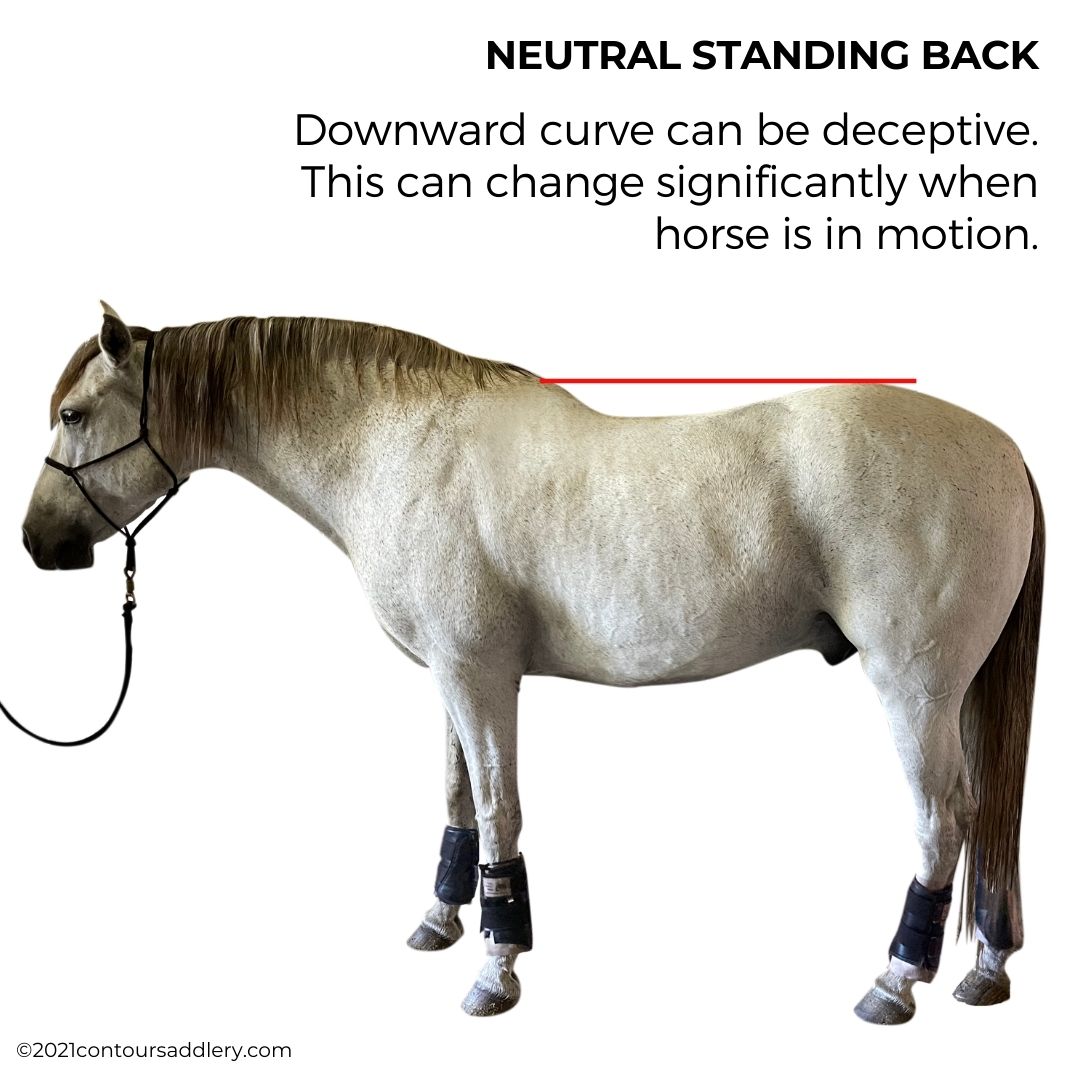 Andalusian standing often has sag in center back