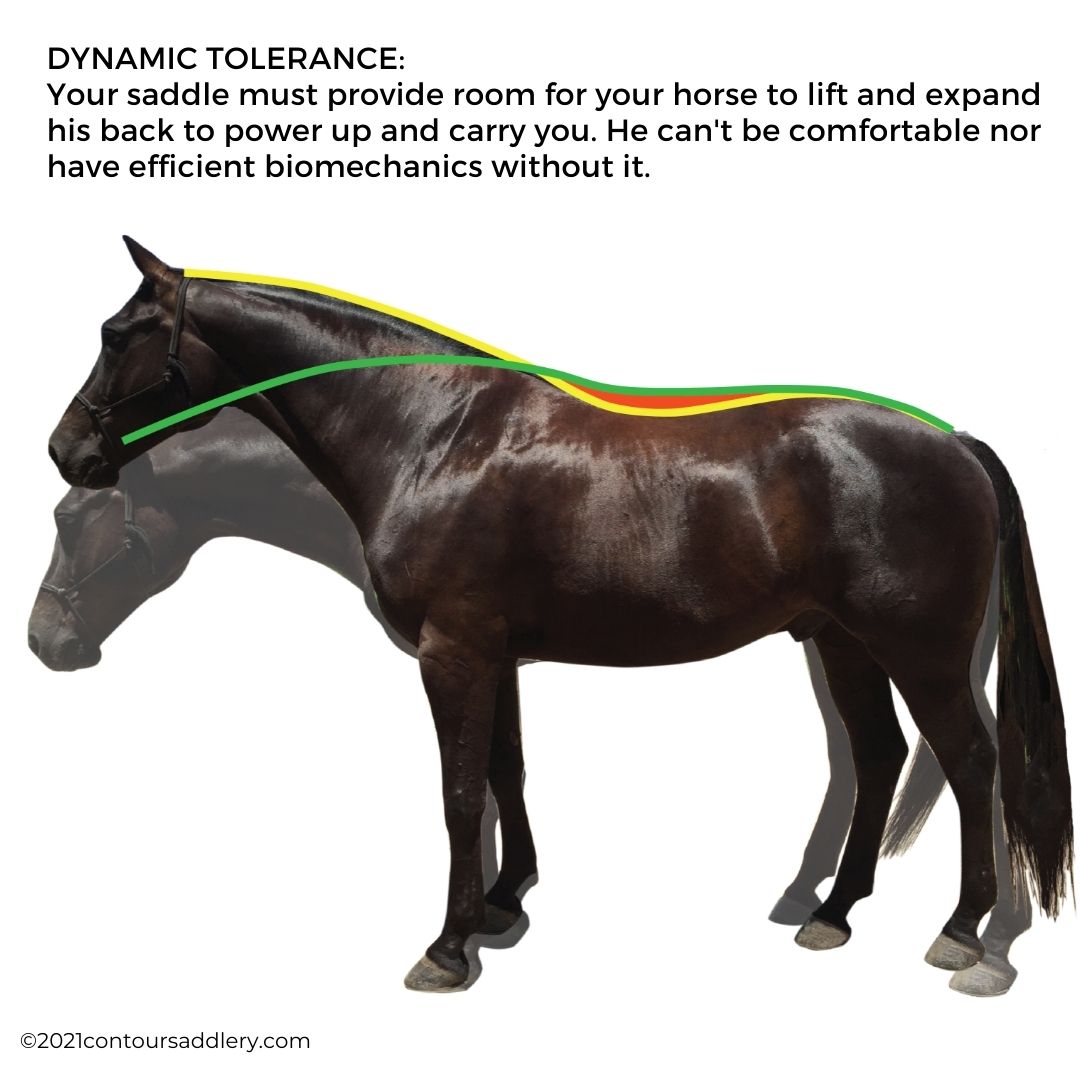 Dynamic Tolerance room to lift and expand under saddle