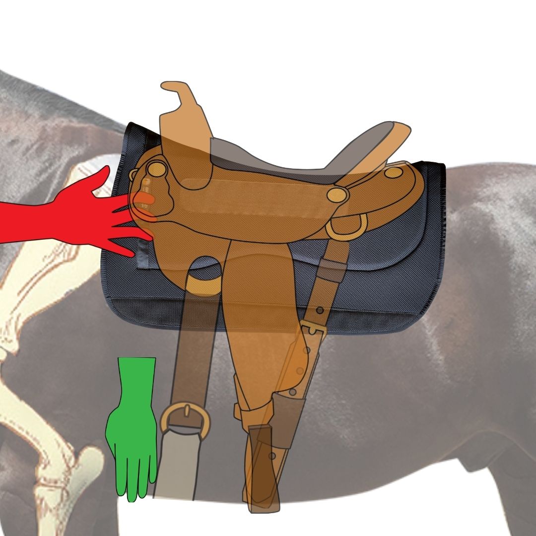 Feel for back edge of standing scapula to position Western Saddle