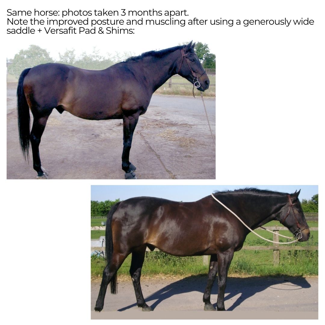 Horse physique improved using generous saddle Versafit equipment