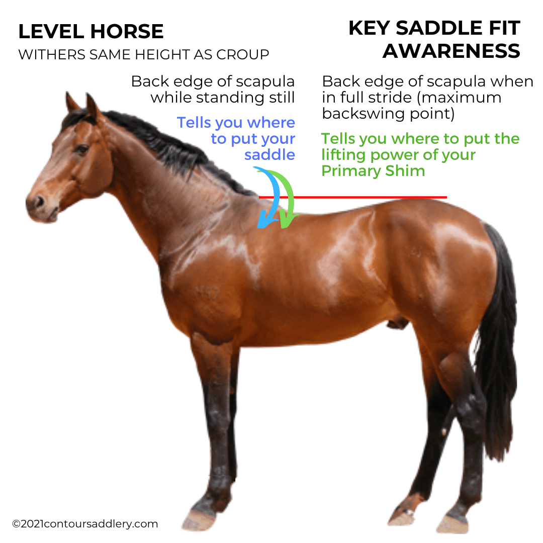 LEVEL HORSE w good muscle Scap Marks