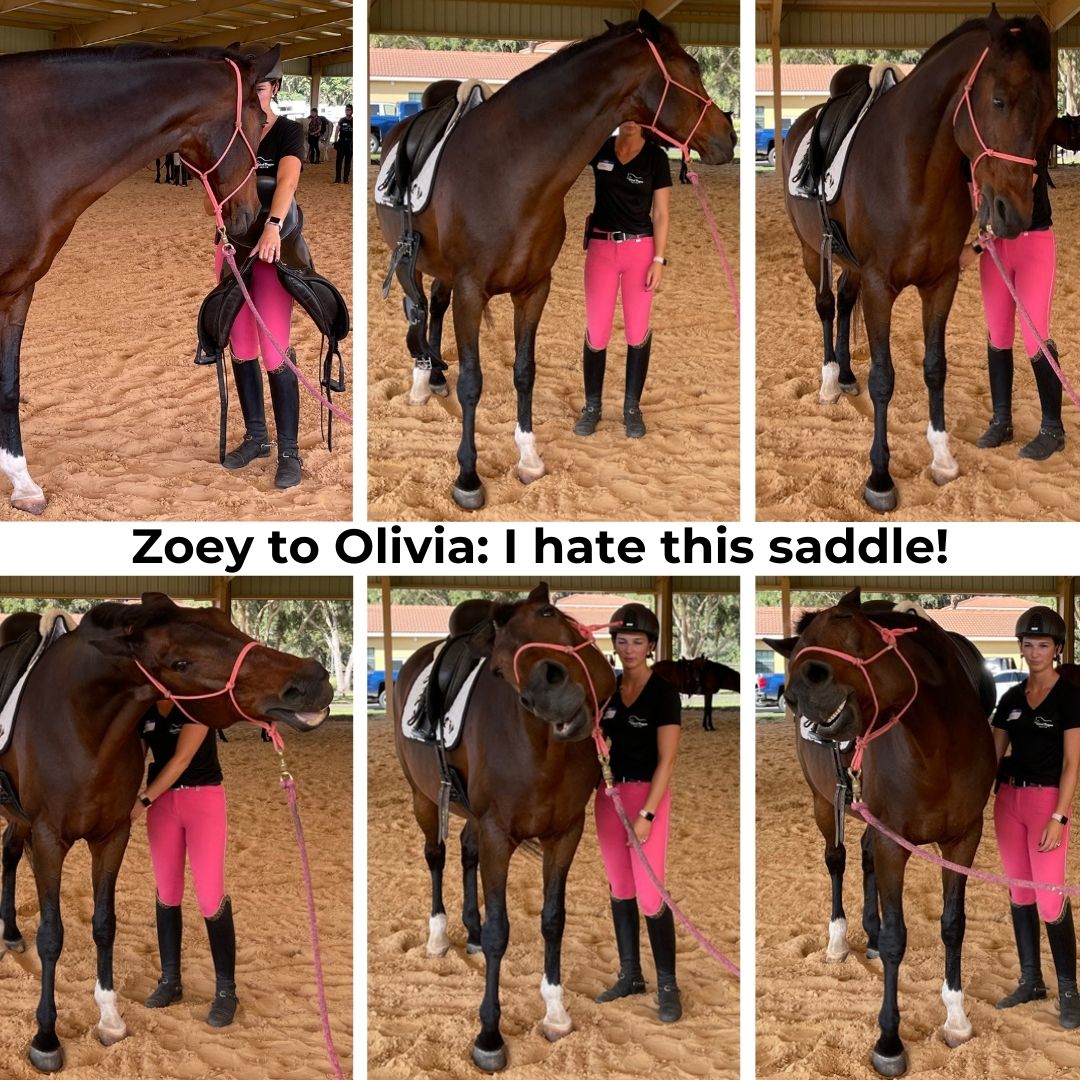 Olivia saddles Zoey and she hates it