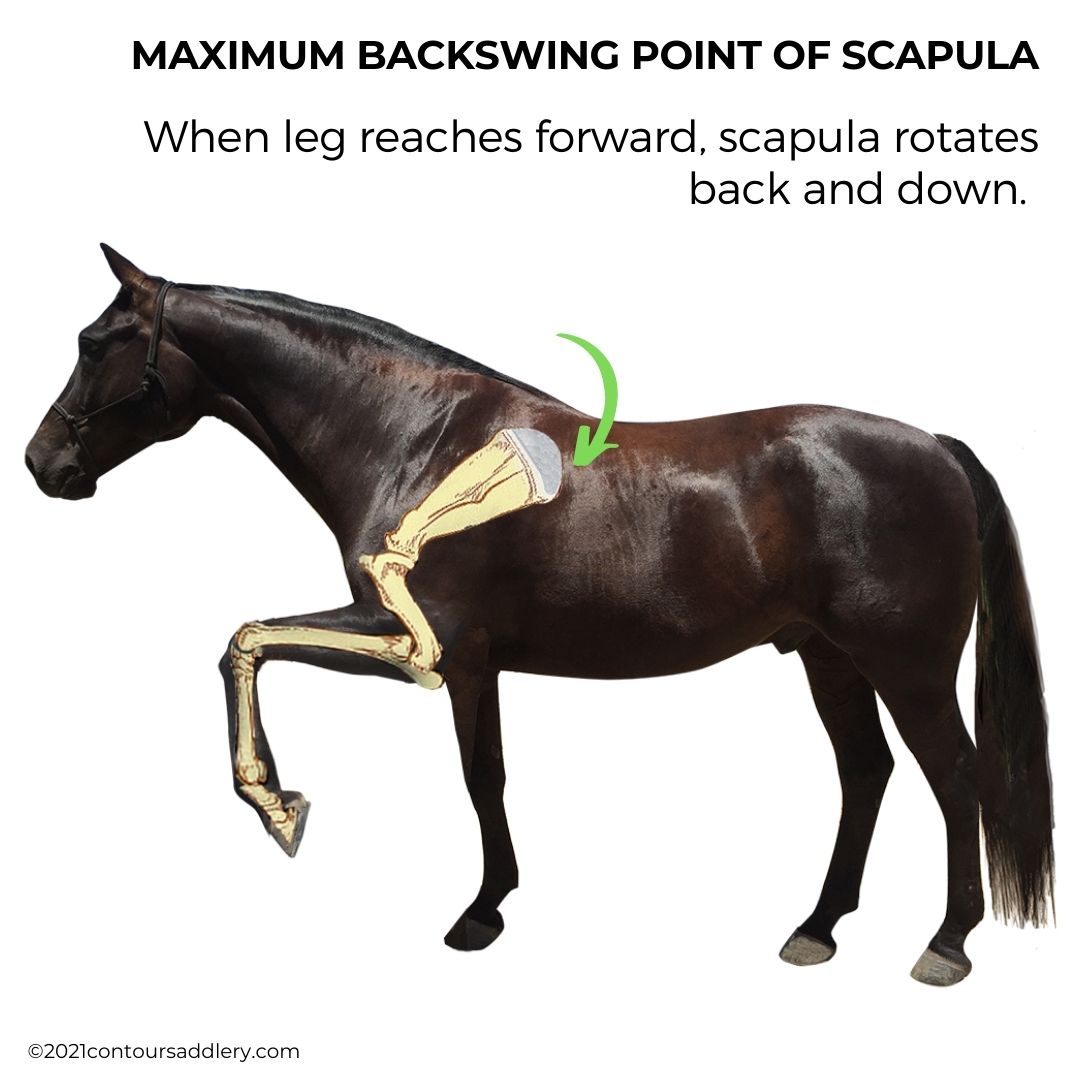 Scapula Max Backswing