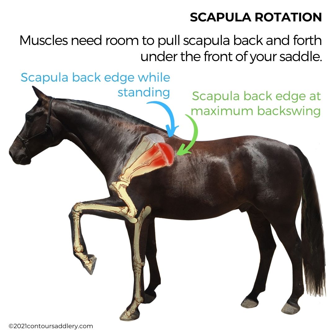 Scapula rotation positions skeletal portrait