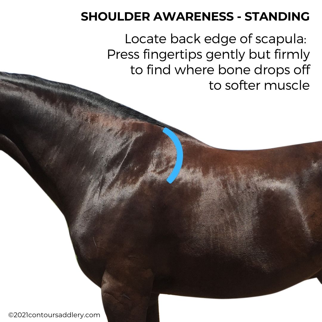 Shoulder Awareness Scapula Standing Closeup mark 1