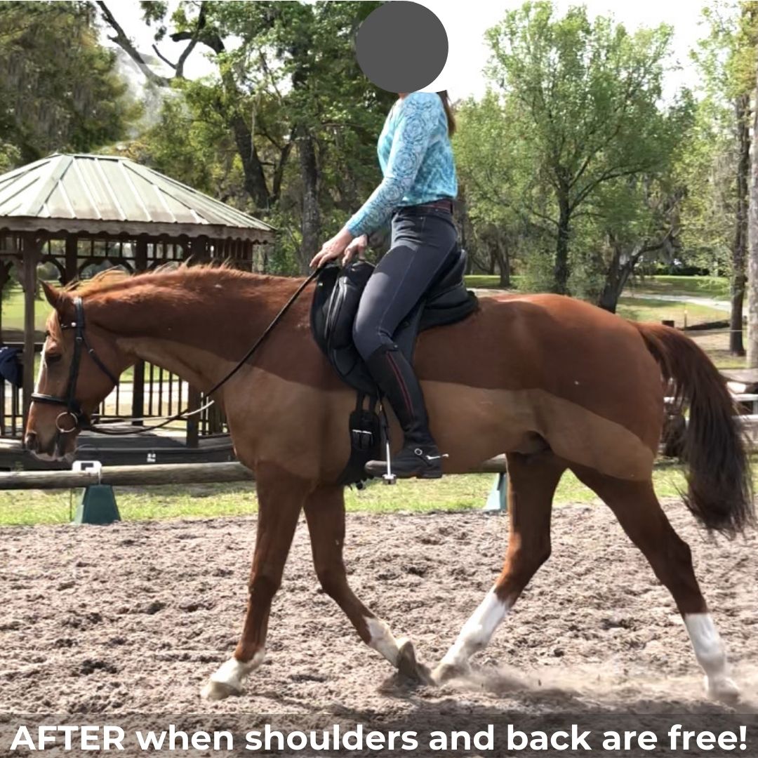 Warmblood After in Comfortable saddle equipment 1