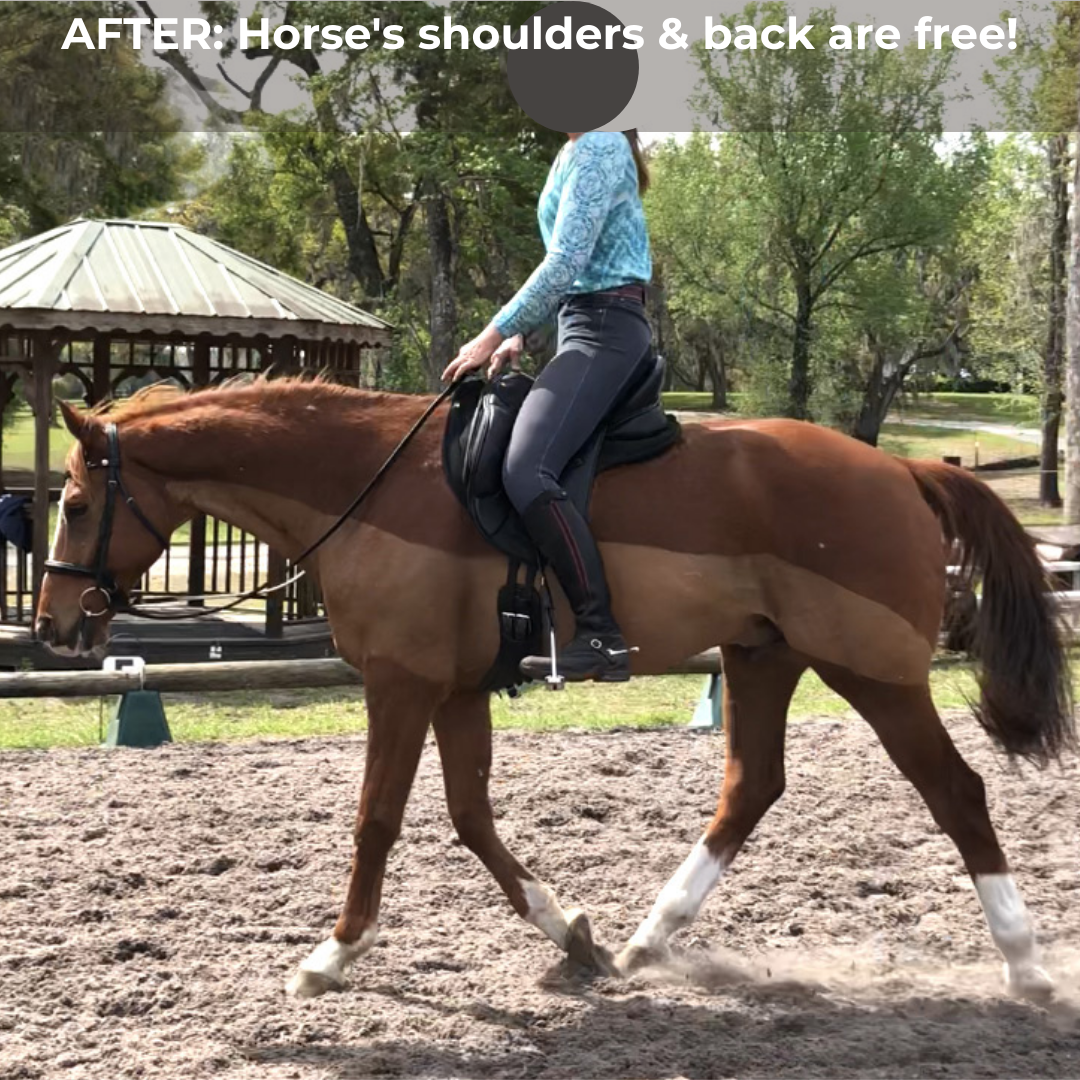 Warmblood After in Comfortable saddle equipment